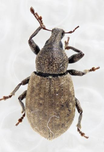 Réf. 325 138 : Barynotus obscurus